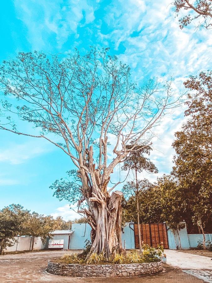 Nivadoo Resort Sigiriya Exteriér fotografie The tree in 2019